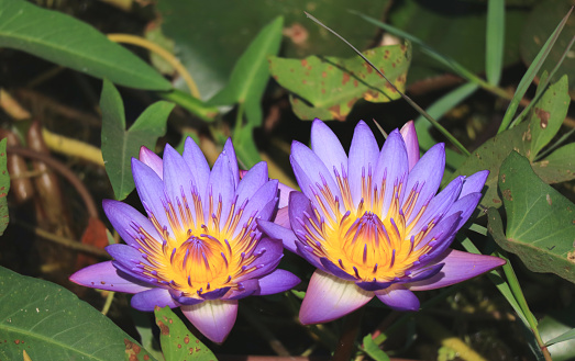 Pair of Vibrant Purple Lotus Flowers Blooming in the Sunlight with Blurred Green Leaves in Background