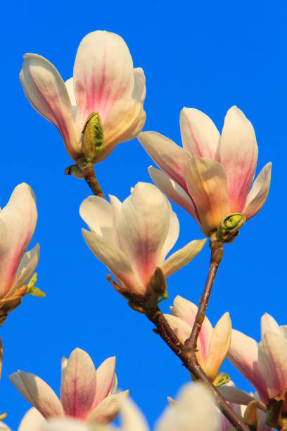 istock Blooming Saucer Magnolia flowers 1073829132