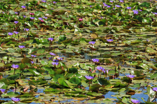 Pond Filled with Blooming Vibrant Purple and Pink Lotus Flowers, Thailand Pond Filled with Blooming Vibrant Purple and Pink Lotus Flowers, Thailand nymphaea stellata stock pictures, royalty-free photos & images