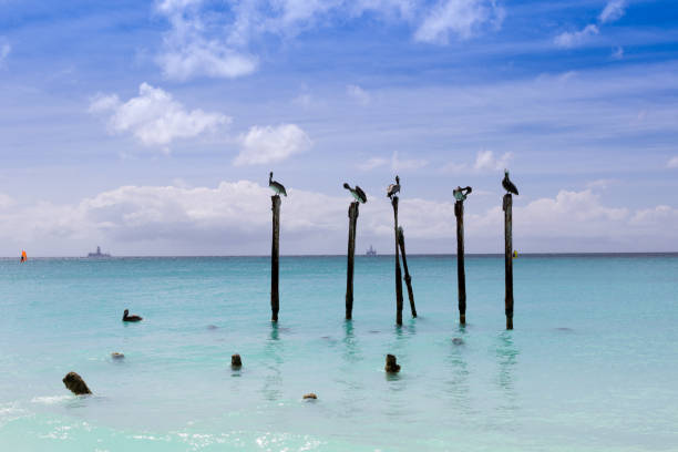 istock Eagle beach in Aruba. Pelicans on wood 1073829228