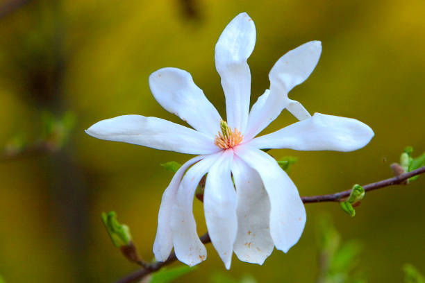 Blooming Willow-leafed Magnolia, known also as Anise Magnolia flower