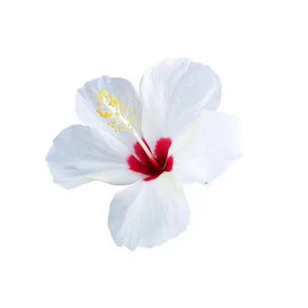 Red and white hibiscus flower isolated against a white background