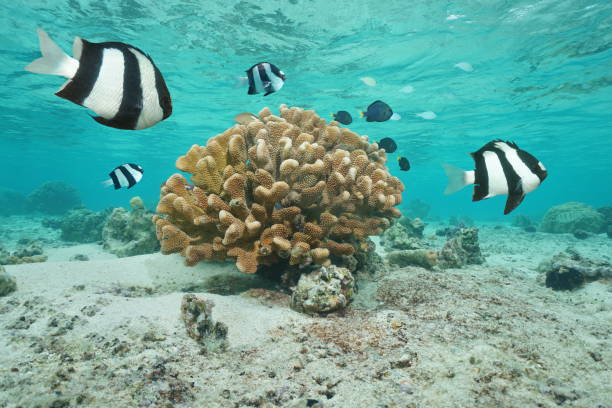 istock Fish damselfish with coral Moorea French Polynesia 1073832084
