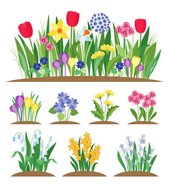 봄 정원 꽃입니다. 잔디 그리고 식물입니다. 이른 봄 꽃 벡터 - tulip pink flower bed flower stock illustrations