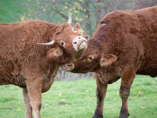 istock cuddling cows in the field 1073840840