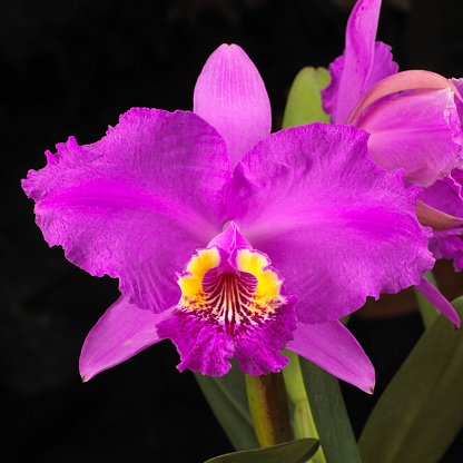 Cattleya orchid hybrid, magenta and yellow color. Studio photography on black background.