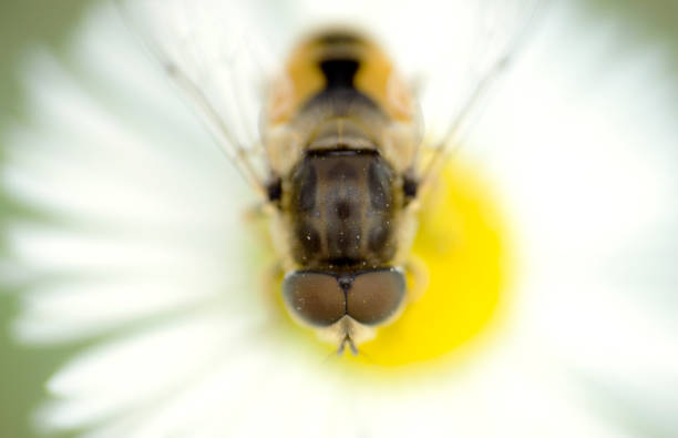 abeille sur une fleur de marguerite - hoverfly nature white yellow photos et images de collection