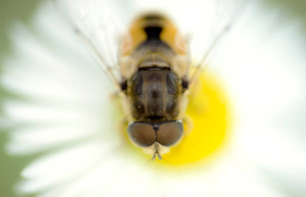 ape su un fiore di margherita - hoverfly nature white yellow foto e immagini stock