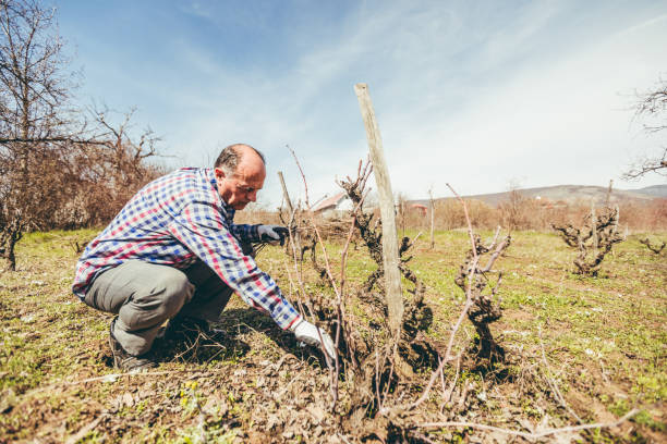 istock Mature man pruning fruit trees and vineyard 1073843570