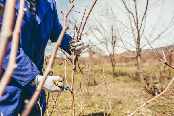 istock Mature man pruning fruit trees and vineyard 1073843954