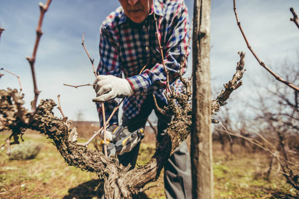 istock Mature man pruning fruit trees and vineyard 1073845854