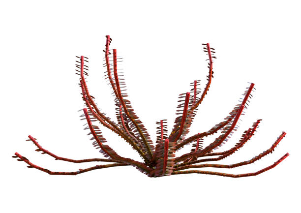 istock 3D illustration sea lily on white 1073845858
