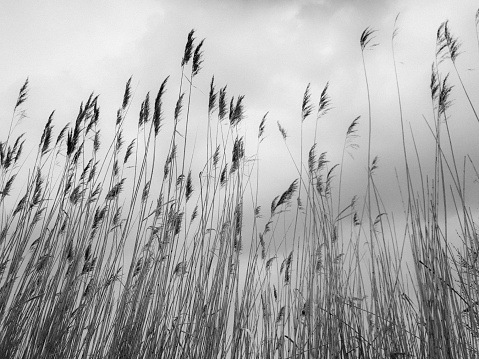 Reeds - Black/White - Background