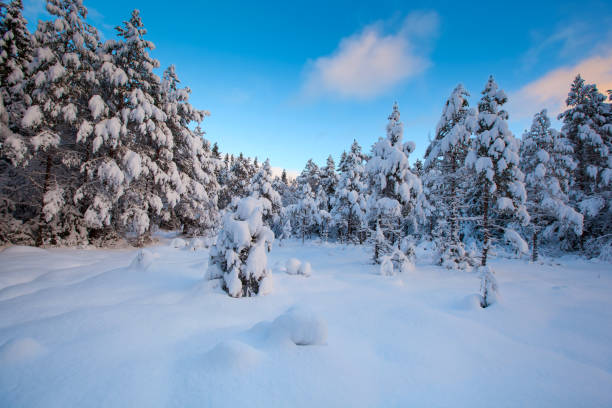 istock beautiful winter landscape snow tree 1073853880