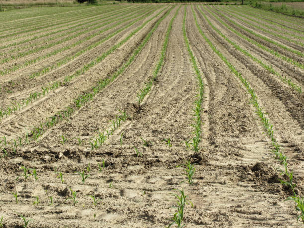 istock Green corn maize field in early stage . Tuscany, Italy 1073854254