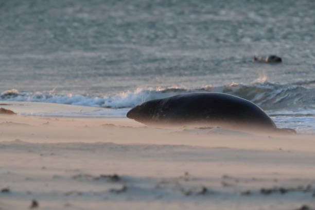 istock Gray seals in the sandstorm (Halichoerus grypus)  Helgoland Germany 1073858854