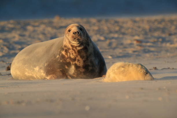 istock Grey Seal (Halichoerus grypus) Pup in the sandstorm  Helgoland Germany 1073859346