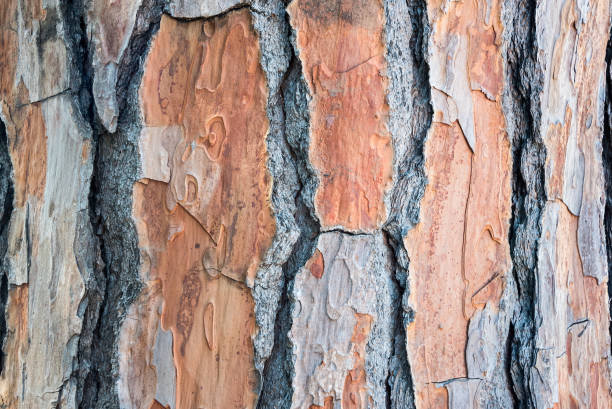 rinde der pinus pinea nahaufnahme - bark textured close up tree stock-fotos und bilder