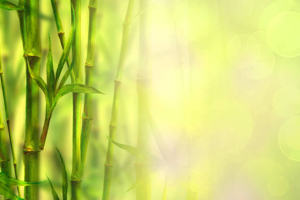 istock Bamboo forest spa background. Watercolor hand drawn green botanical illustration with space for text 1073860378