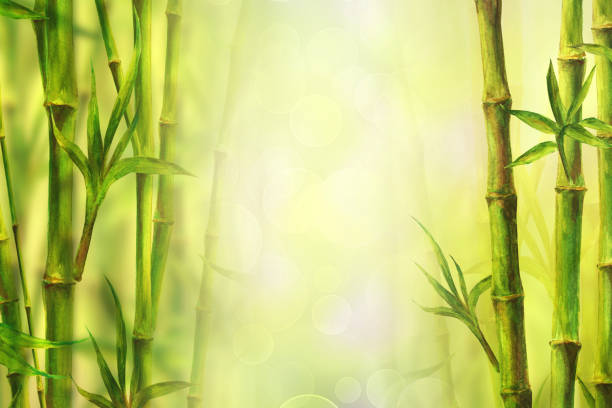 ilustrações de stock, clip art, desenhos animados e ícones de bamboo forest spa background. watercolor hand drawn green botanical illustration with space for text - bamboo grove
