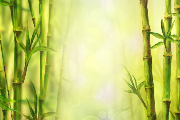 Bamboo forest spa background. Watercolor hand drawn green botanical illustration with space for text Bamboo spa background. Watercolor hand drawn green botanical illustration with space for text. Watercolour bamboos plants chinese oriental design. Forest border frame on blurred sunny bokeh background chinese culture paintings bush painting stock illustrations