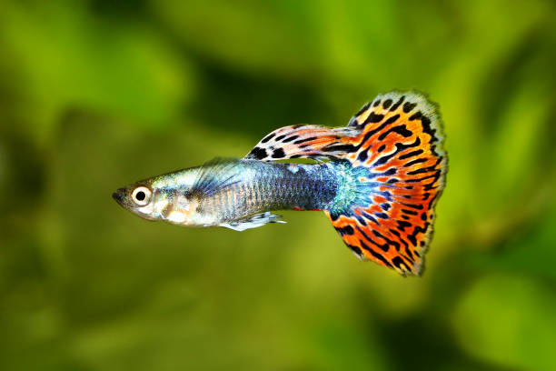 poissons d’aquarium tropical la colorée arc-en-ciel de guppy poecilia reticulata - guppy poisson photos et images de collection