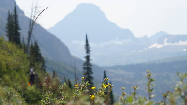 bescheidene blume unter den bergen - montana british columbia glacier national park mountain mountain range stock-fotos und bilder