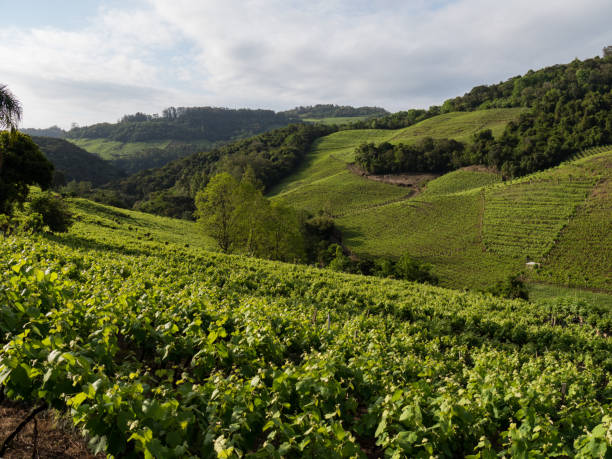 istock Vineyards Vale dos Vinhedos valley (Brazil) 1073866076