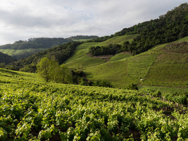istock Vineyards Vale dos Vinhedos valley (Brazil) 1073866078