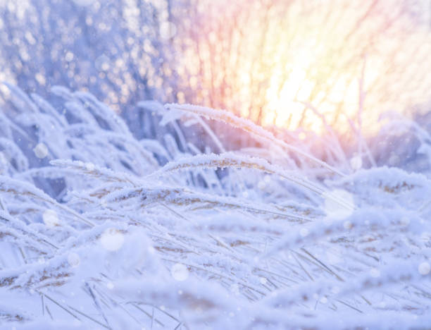 Snow-covered reed plant