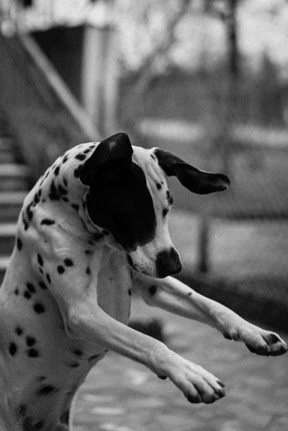 istock Dog-colors 1073877560