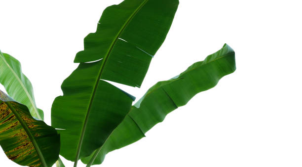 istock Tropical banana tree leaves, nature frame layout isolated on white background with clipping path. 1073883262