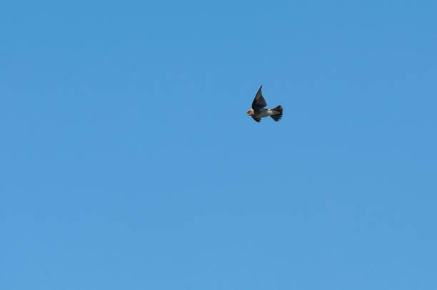 istock Northern Rough-winged Swallow mouth open 1073883856