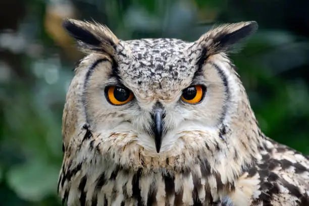 intense stare of a european eagle-owl, Bubo bubo, symbol of wisdom