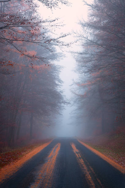 istock Autumn road in a German forest with fog. 1073885714
