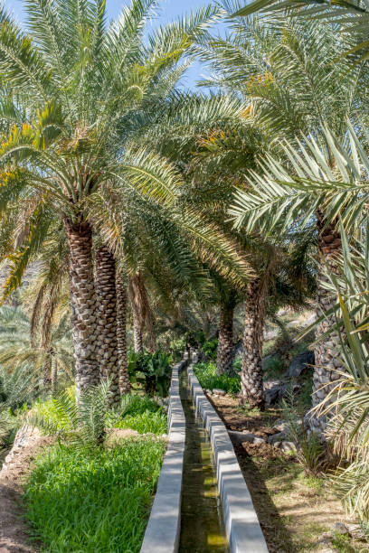 istock Falaj irrigation system in Oman 1073886172