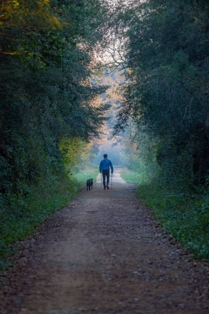 男とあなたの犬の美しい道を歩いて - middle human age leaf tree ストックフォトと画像