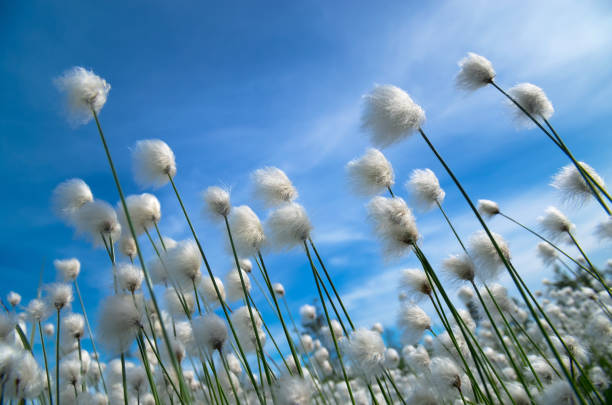 flowering cotton grass - cotton grass sedge grass nature imagens e fotografias de stock