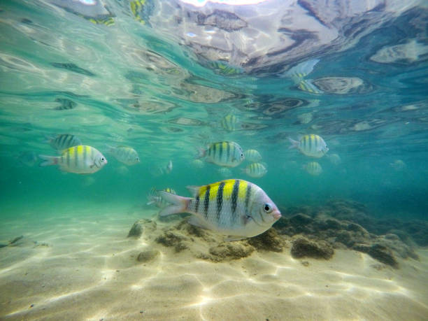istock Beautiful natural pools in Porto de Galinhas, Pernambuco, Brazil. 1073897174