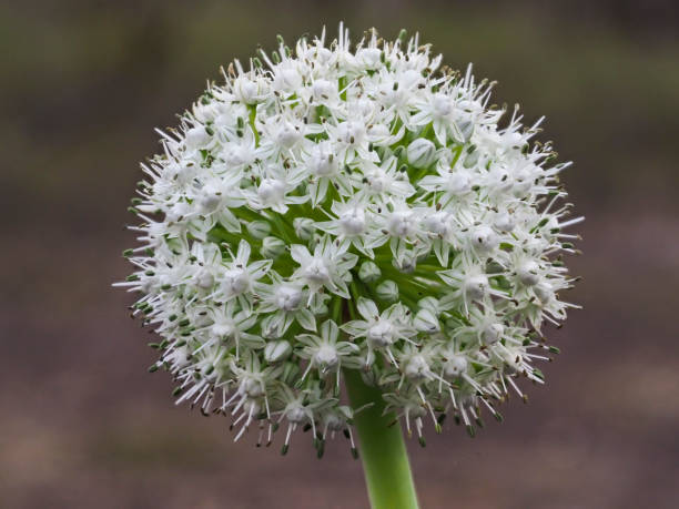 istock Flower of Onion (Vegetable) Plant 1073898622