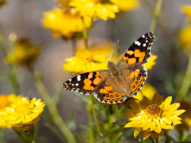 istock Australian Painted Lady Butterfly (Vanessa kershawi) 1073900938