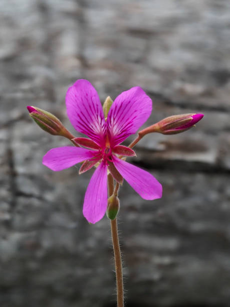 istock An Australian native wildflower known as M​agenta Stork's-bill (Pelargonium rodneyanum) 1073902886