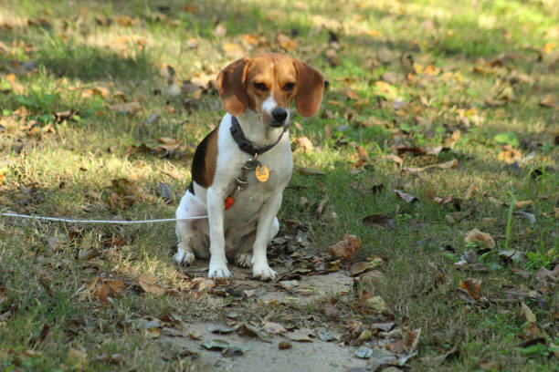 istock A beagle puppy sitting on a sidewalk 1073903216
