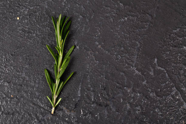 Fresh Rosemary on dark background stock photo