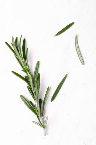 흰색 바탕에 신선한 로즈마리 - rosemary herb freshness twig 뉴스 사진 이미지