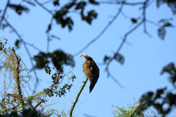 istock Wedge tailed Eagle, bird of prey perching on a tree looking for prey in Nepal 1073907632