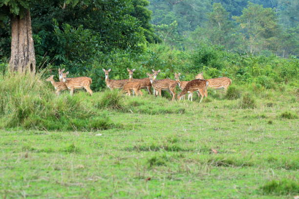 istock Wild roe deer herd in a field in Nepal 1073907640