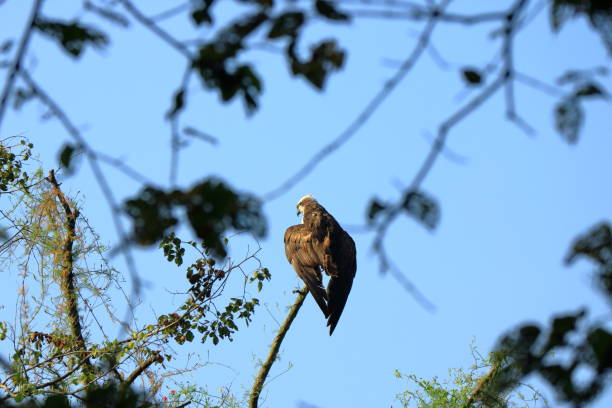istock Wedge tailed Eagle, bird of prey perching on a tree looking for prey in Nepal 1073907662
