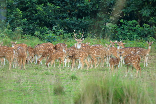 manada de corzos salvajes en un campo en nepal - animal cute animals deer deer herd fotografías e imágenes de stock