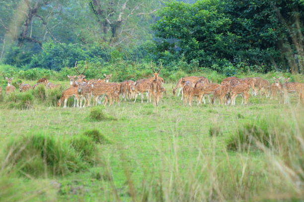 istock Wild roe deer herd in a field in Nepal 1073908040